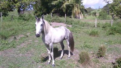 Cavalo Mangalarga Top