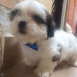 Lhasa Apso Filhotes Amáveis