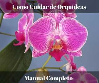 Como Cuidar de Orquídeas Manual Completo