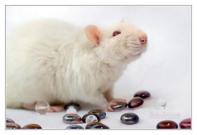 Ratinho Branco Twuister