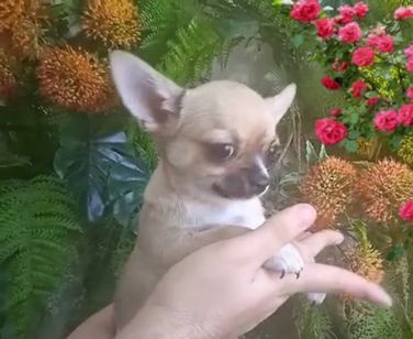 Apaixonados por Chihuahuas