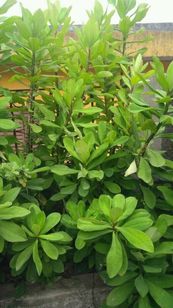 Muda de Planta Janaúba (synadenium Grantti) - Medicinal
