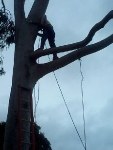 Remoção de árvores Zap