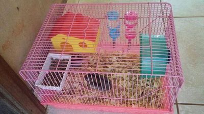 Hamster com Gaiola Completa