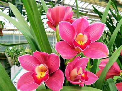 a Arte de Cuidar de Orquídeas