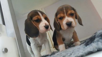 Beagle Fêmea e Macho a Pronta Entrega Lindos 13 Polegadas