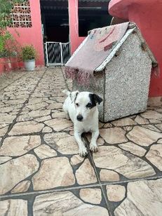 Doação do Jack Russel Terrier ( Macho)