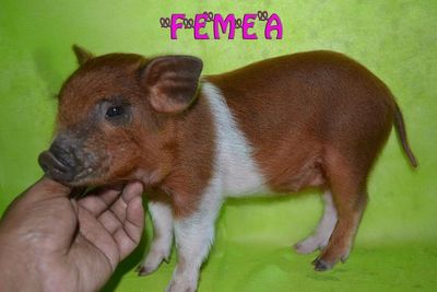 Mini Porco Mini Pig