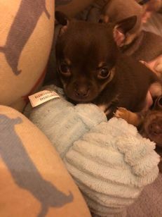 Chihuahua Anão Vacinado e Vermifugado