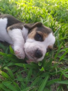 Quem Vê Nossos Mini Beagles Fecha Negócio