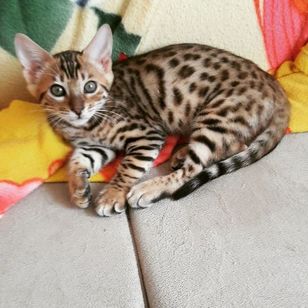 Bengal o Gato Leopardo