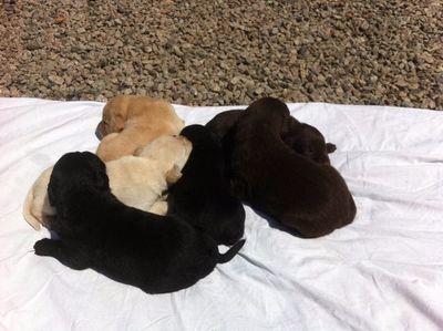 Filhotes de Labrador Puro
