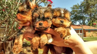 Yorkshire Terrier Micro