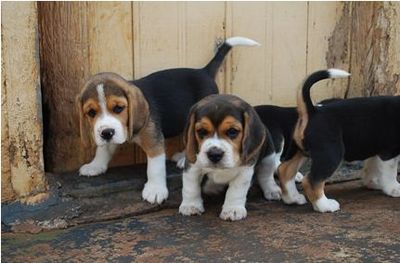 Filhotes de Beagle