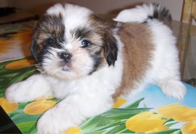 Lhasa Apso