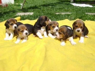 Canil em Bh Filhotes de Cães da Raça Beagle Mini