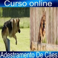 Curso Online Adestramento de Cães