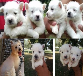 Filhotes de West Highland White Terrier