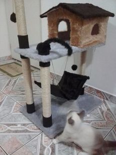 Arranhador Casinha e Redinha para Gatos