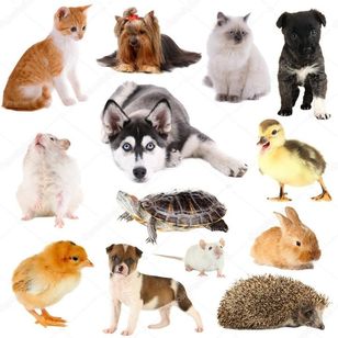 Registrar Os Pets em Cartório -certidão Animal Entre em Contato