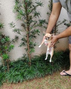 Pra Levar Agora Chihuahua Fêmea Pêlo Curto