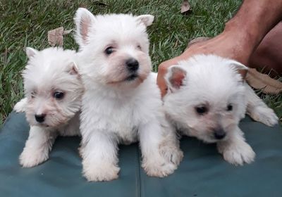 Belissimos Filhotes de West Highland White Terrier RJ