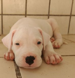 Vendo Filhotes de Dogo Argentino com 40 Dias de Nascidos com Pedigree