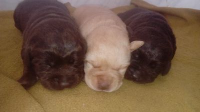 Filhotes de Labrador - Pâmela