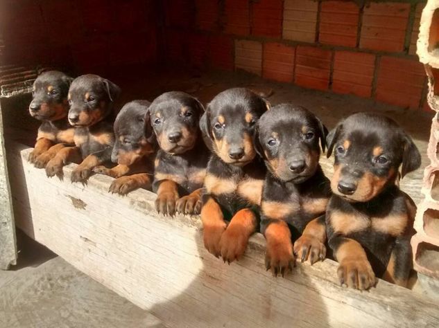 Filhotes de Doberman ótima Linhagem