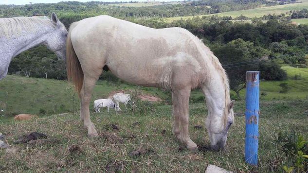 Cavalo Reprodutor árabe
