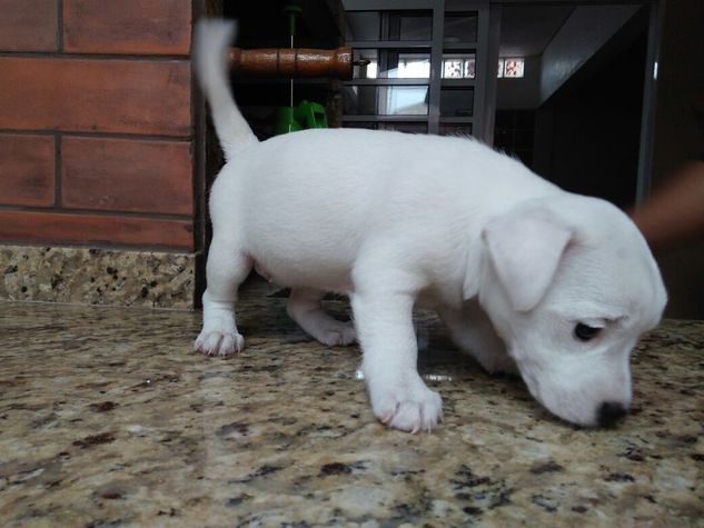 Jack Russel Filhotes Lindos