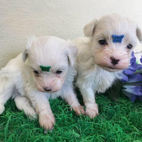 Filhotes de Maltês à Venda em SP e Abc.cães Criados por Vet