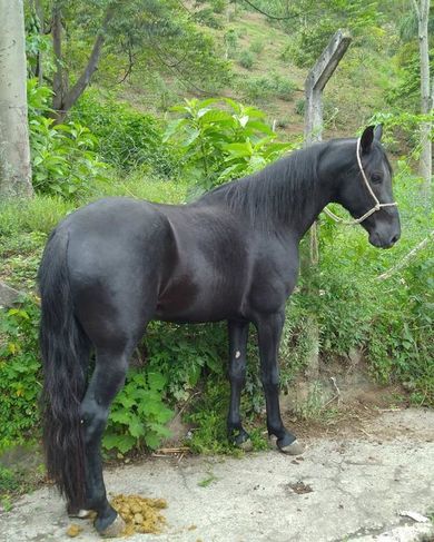 Cavalo Mangalarga Machado
