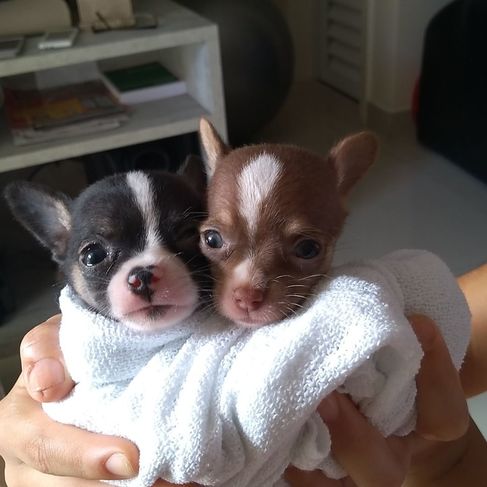 Filhote Chihuahua Lindos