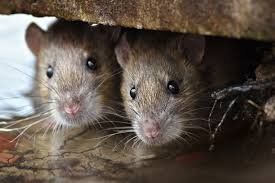 Dedetização de Ratos Acertpragas