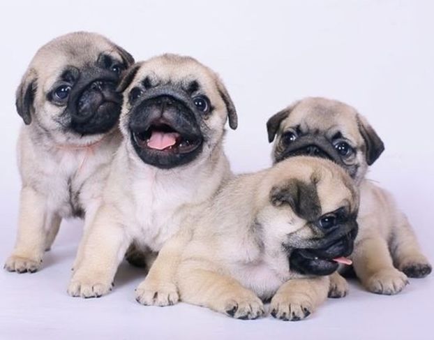 Pugs Super Fofos