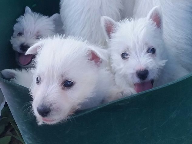West \highland White Terrier - Especializados na Raça RJ