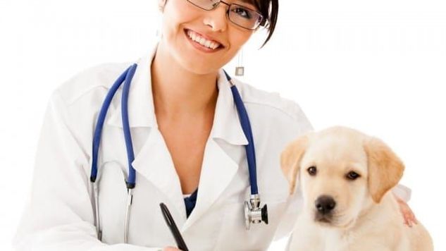 Planos de Saúde para Cachorros e Gatos