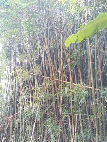 Bambú Novo
