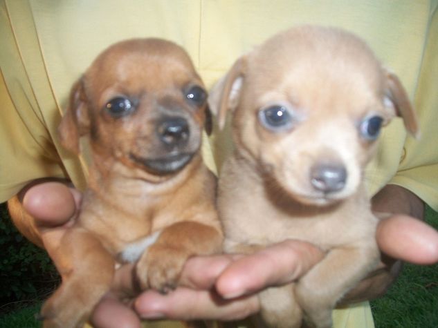 Chihuahua Filhotes Fofos