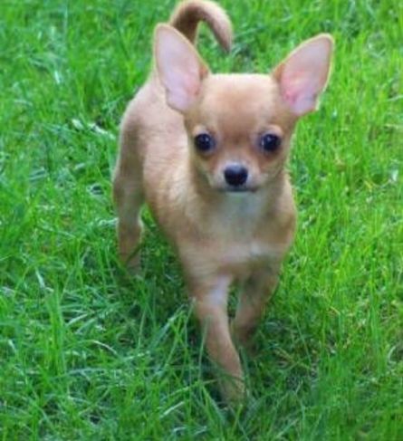 Vende-se Chihuahuas Micro