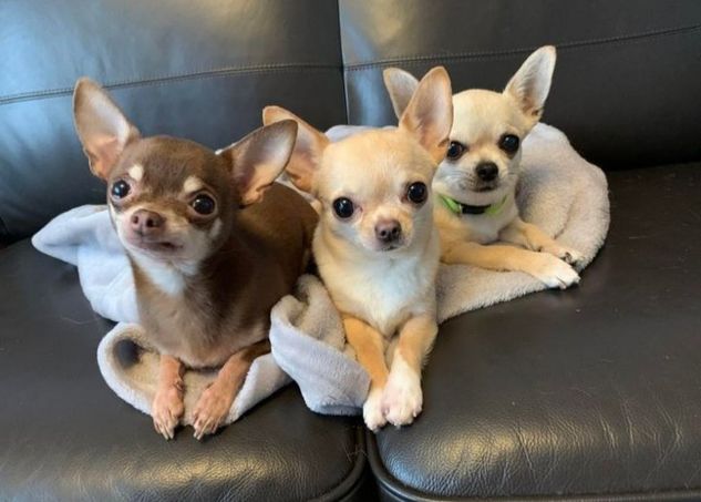 Vende-se Chihuahuas Micro