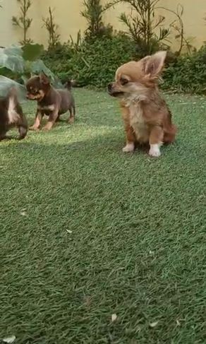 Filhotes de Chihuahua à Venda