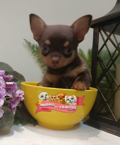 Chihuahuas à Venda