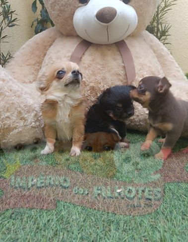 Filhotes de Chihuahua à Venda Micros
