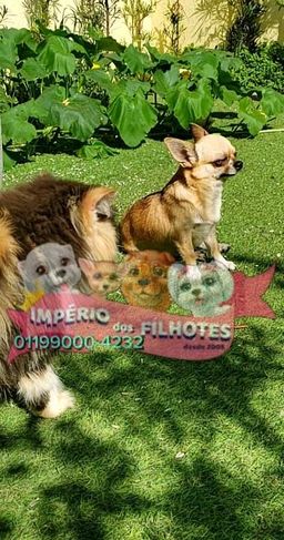 Vende-se Chihuahua Micro