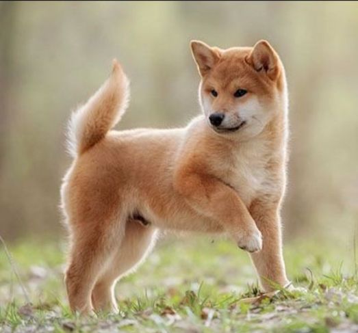 Shiba Inu à Venda