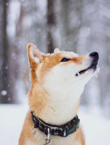 Shiba Inu à Venda