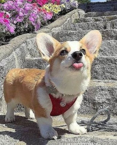 Welsh Corgi à Pronta Entrega