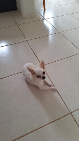 Chihuahua pelo Longo com Pedigree